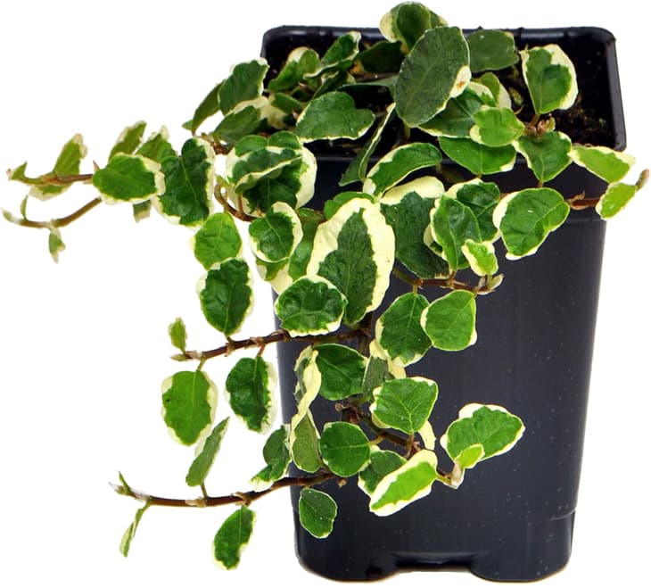 Product Image: Winter Greenhouse Ficus Pumila Creeping Fig