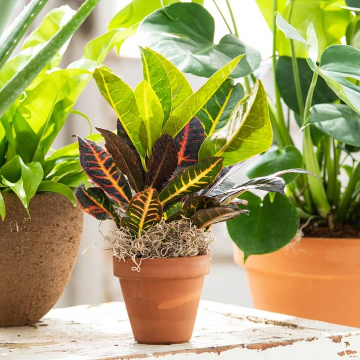 Product Image: Spring Hill Nurseries Croton Plant in Pot