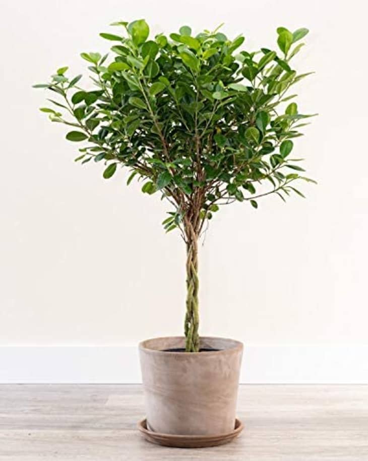 Product Image: PlantVine Ficus Daniella Tree in 3-Gallon Pot