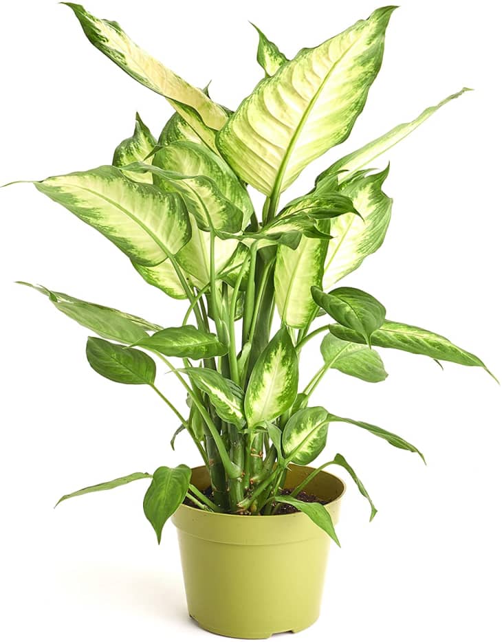 Product Image: Shop Succulents Dieffenbachia Camille Plant in 6-In. Grow Pot