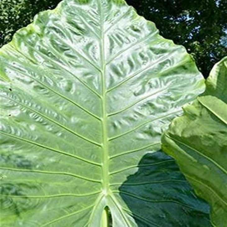 Wellspring Gardens Alocasia Borneo King Elephant Ear Live Plant at Amazon