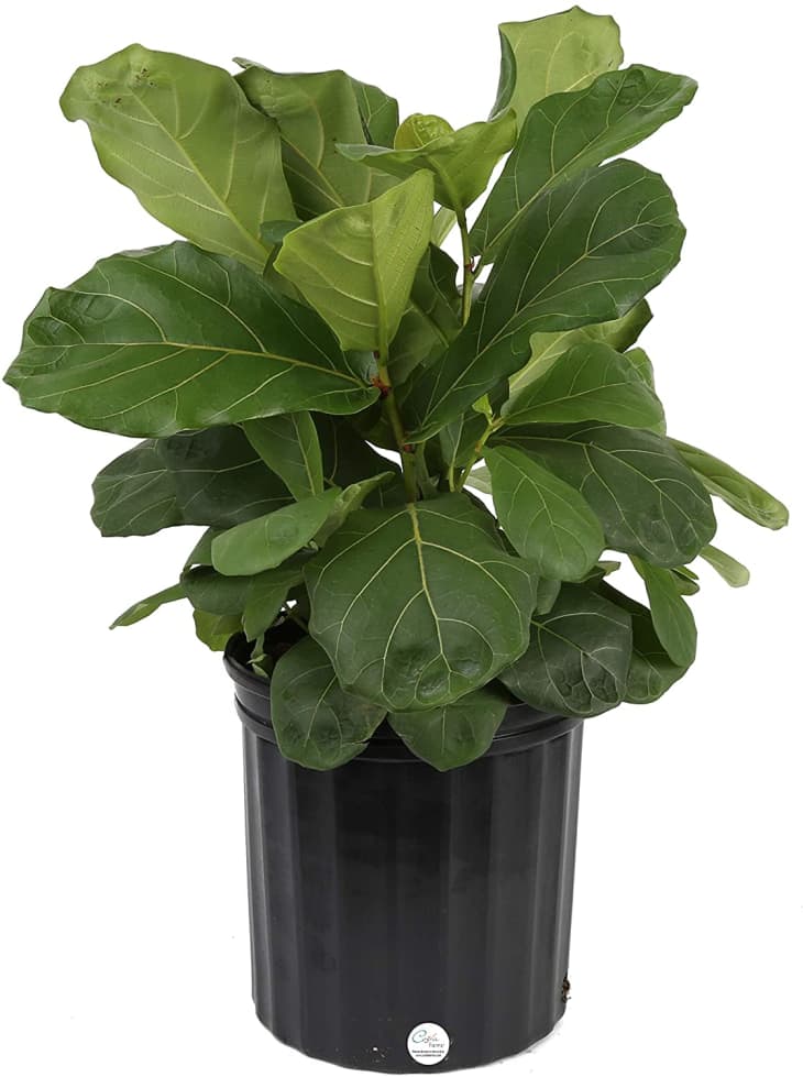 Product Image: Costa Farms Fiddle Leaf Fig Tree Plant, 20 to 24 In.