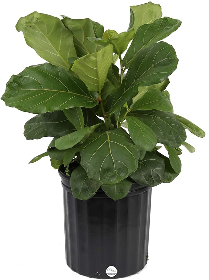 Costa Farms Fiddle Leaf Fig Tree Plant, 20 to 24 In. at Amazon