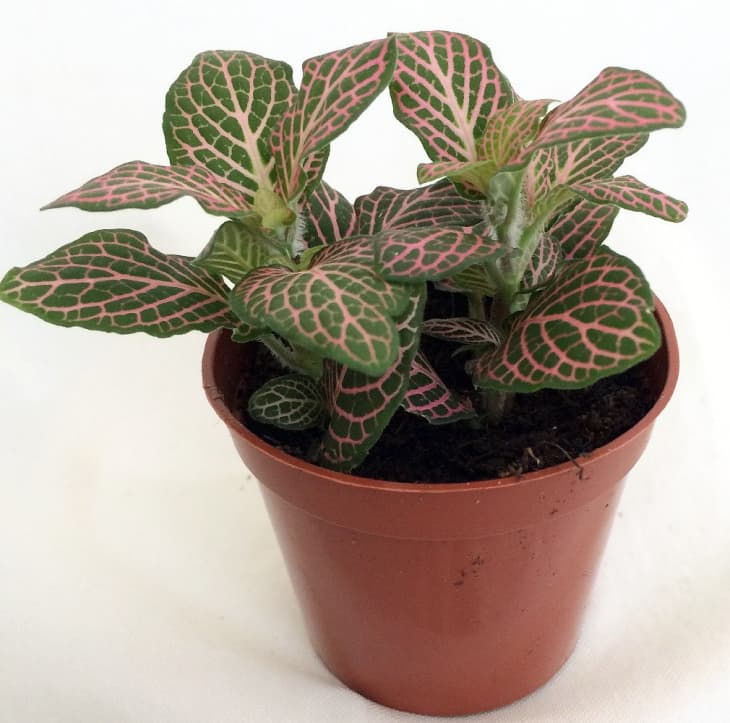 Product Image: JM Bamboo Fittonia Pink Nerve Plant