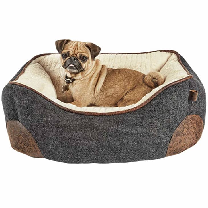 adorable dog beds