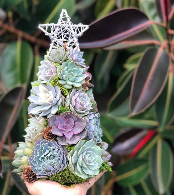 Succulent Christmas Trees Are The Perfect Holiday Trend For Plant Lovers Apartment Therapy