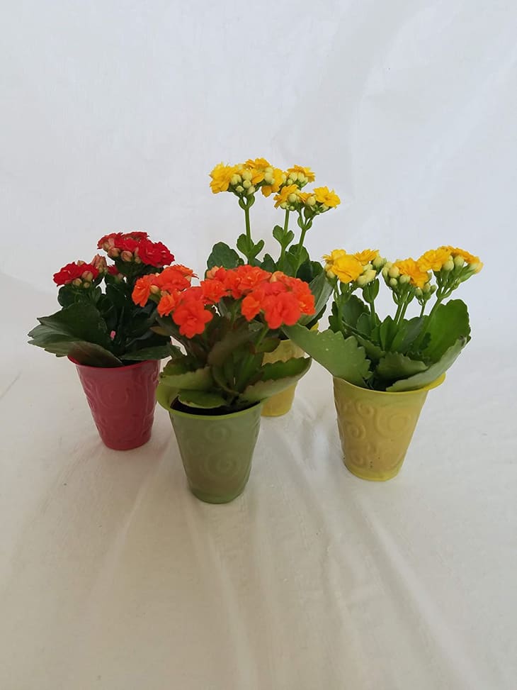 Micky’s Minis Set of 4 Mini Kalanchoe in 2-In. Pots at Amazon