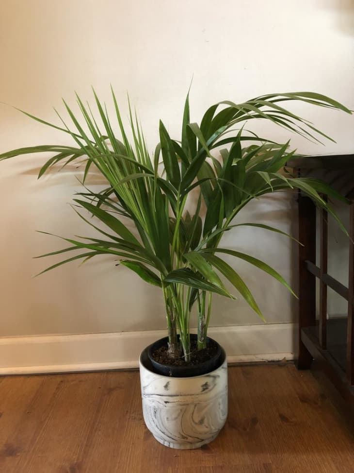 Kentia Palm Care How To Grow Kentia Palm Indoors Apartment Therapy