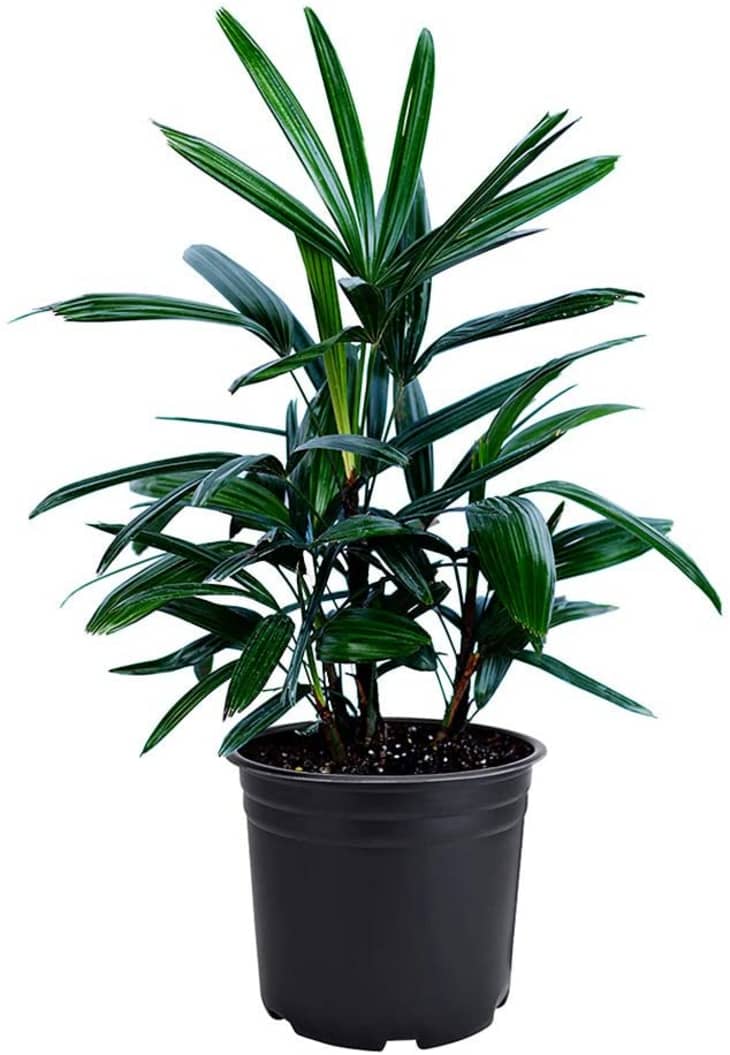 Product Image: American Plant Exchange Lady Palm Rhapis Excelsa in 6-In. Pot