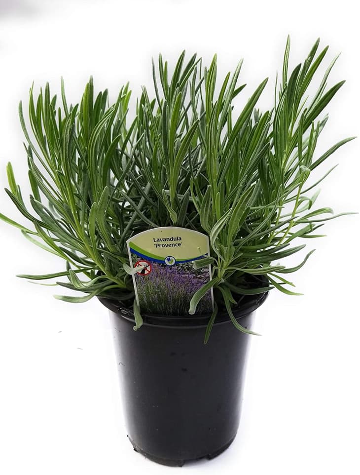 Product Image: Findlavender Lavender Plant in 1-Gallon Pot