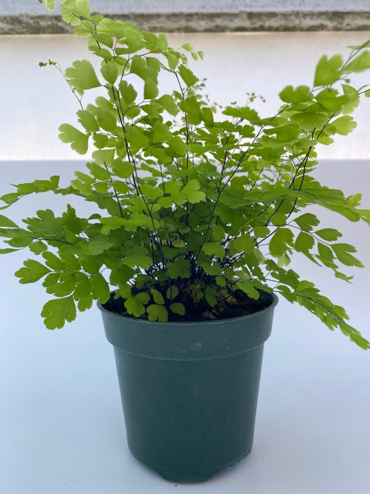 Live Maidenhair Fern aka Adiantum Raddianum Plant Fit 4 Pot Easy to Grow Great Gift for Beginner 
