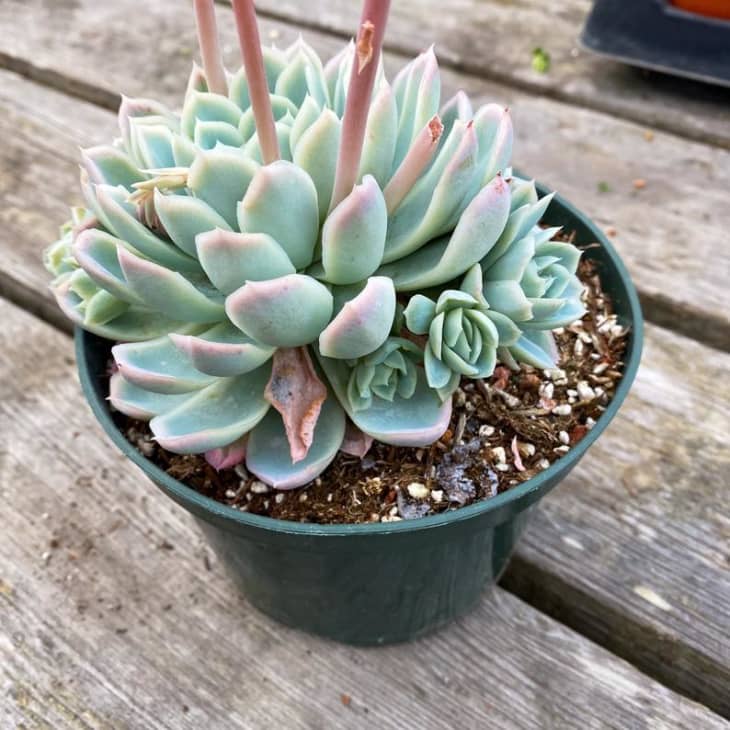 Echeveria Plant Care - How to Grow Plants | Apartment Therapy