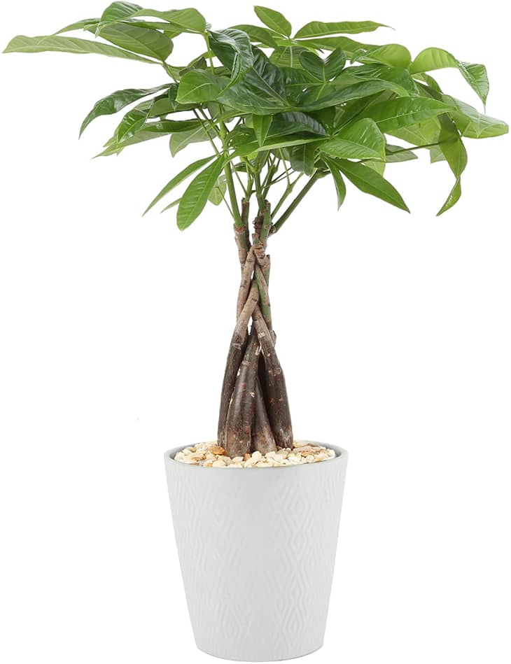 Product Image: Costa Farms Money Tree, 16 in