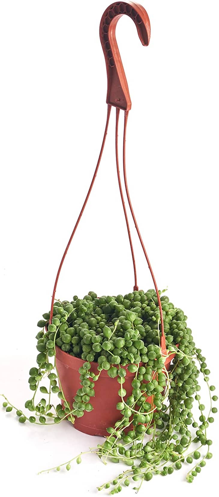 String of Pearls - Hanging Basket - 6-inch