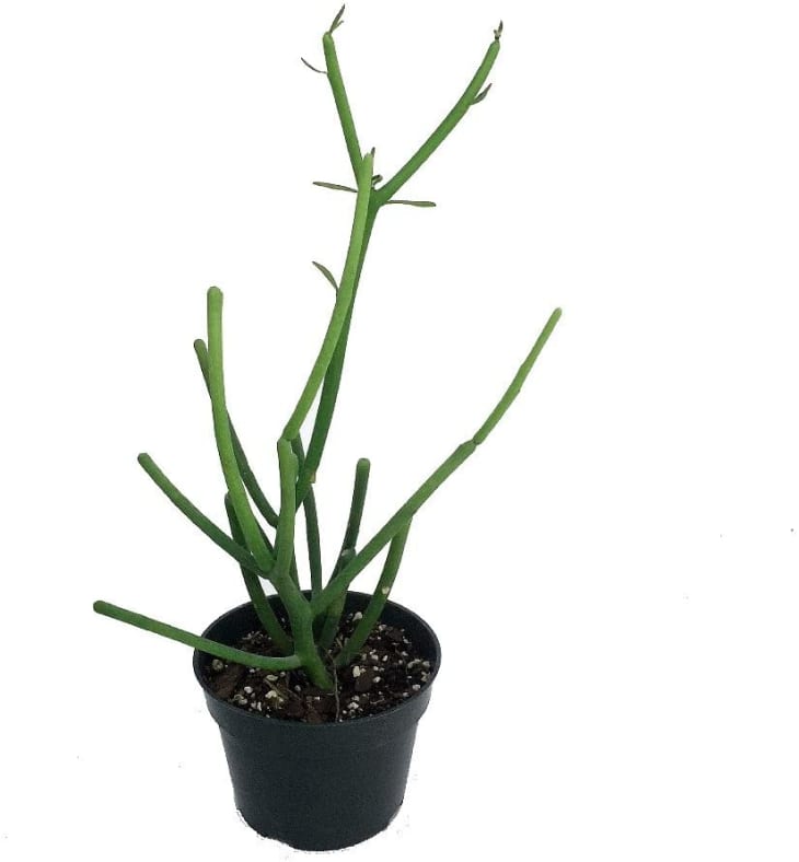Product Image: Hirt’s Gardens Pencil Cactus in 4-In. Pot