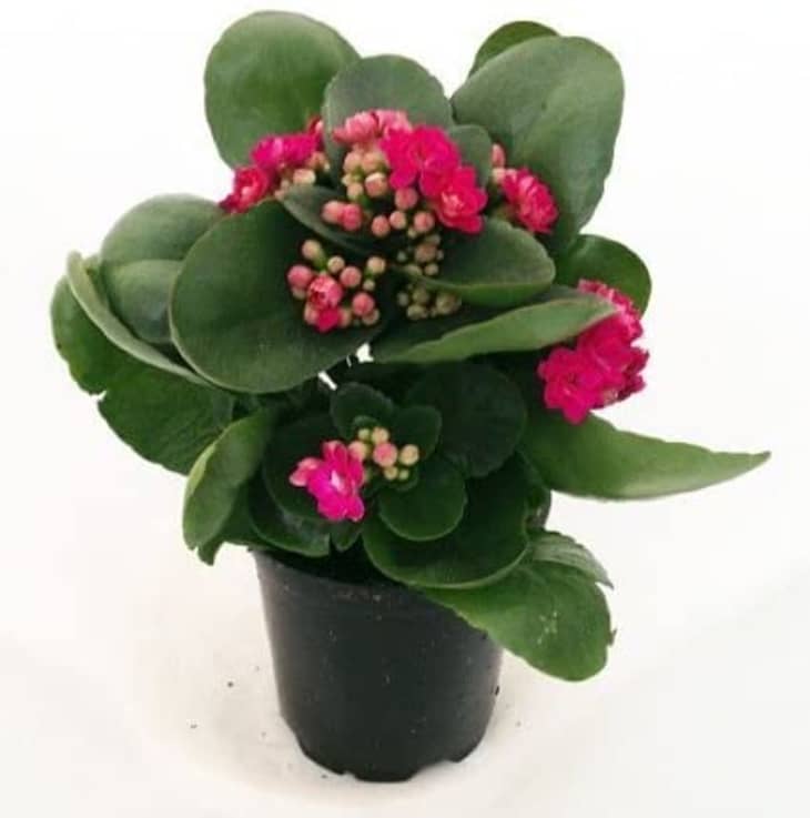 Product Image: JM Bamboo Rosebud Pink Kalanchoe Calandivia in 4-In. Pot
