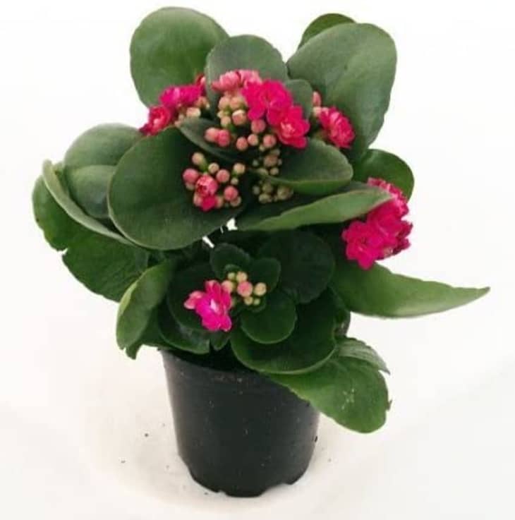 JM Bamboo Rosebud Pink Kalanchoe Calandivia in 4-In. Pot at Amazon