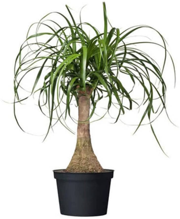 产品形象:美国植物交换马尾辫棕榈6英寸。锅