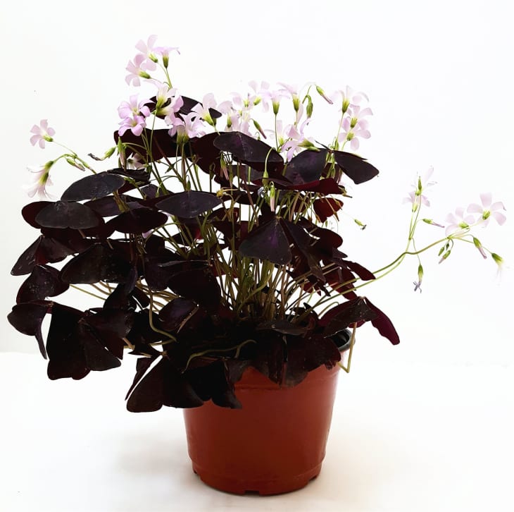 Purple Shamrock Plant Care How To Grow Maintain Oxalis Triangularis Apartment Therapy