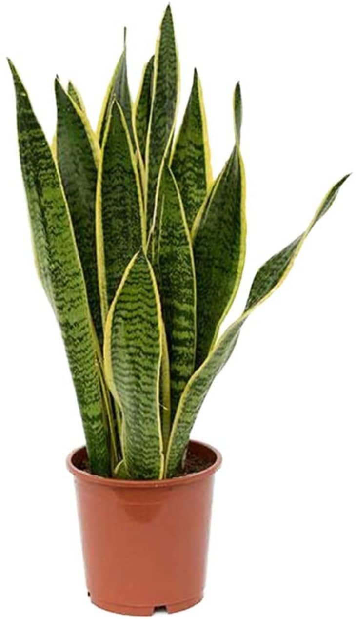 American Plant Exchange Sansevieria Snake Plant in 6-In. Pot at Amazon