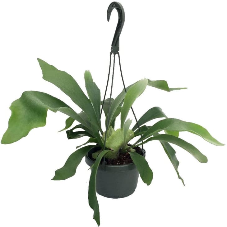 Product Image: JM Bamboo Staghorn Fern in 6.5-In. Hanging Planter