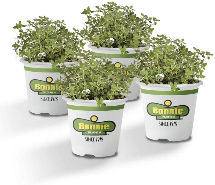 Product Image: Bonnie Plants Lemon Thyme Plant, 4 Pack