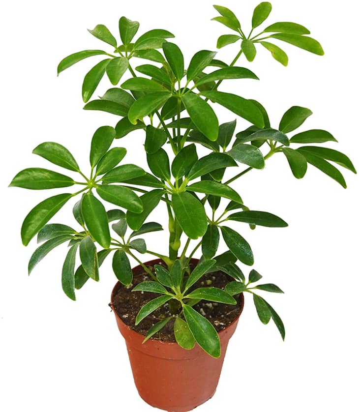 产品图片：4英寸的房屋植物店Schefflera Arboricola。锅