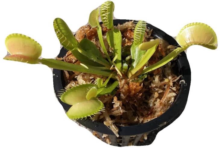 Joel’s Carnivorous Plants Venus Fly Trap in 3-In. Pot at Amazon