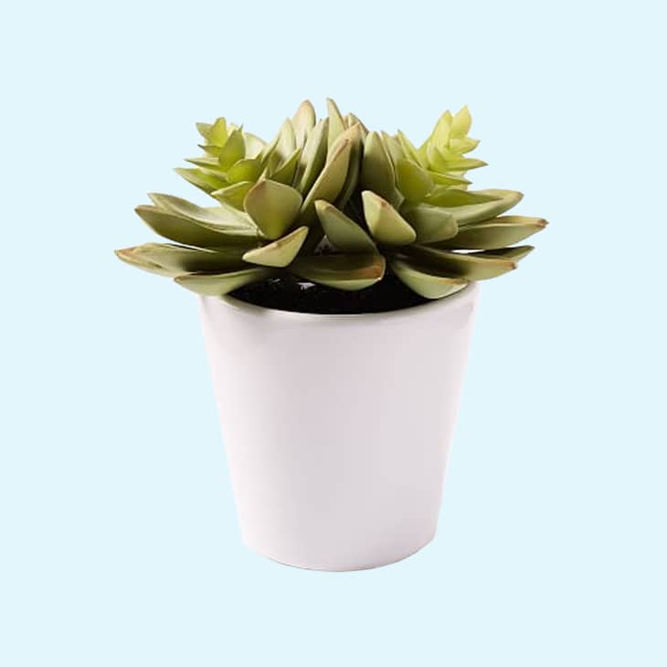 Product Image: Faux Potted Echeveria Succulent Plant