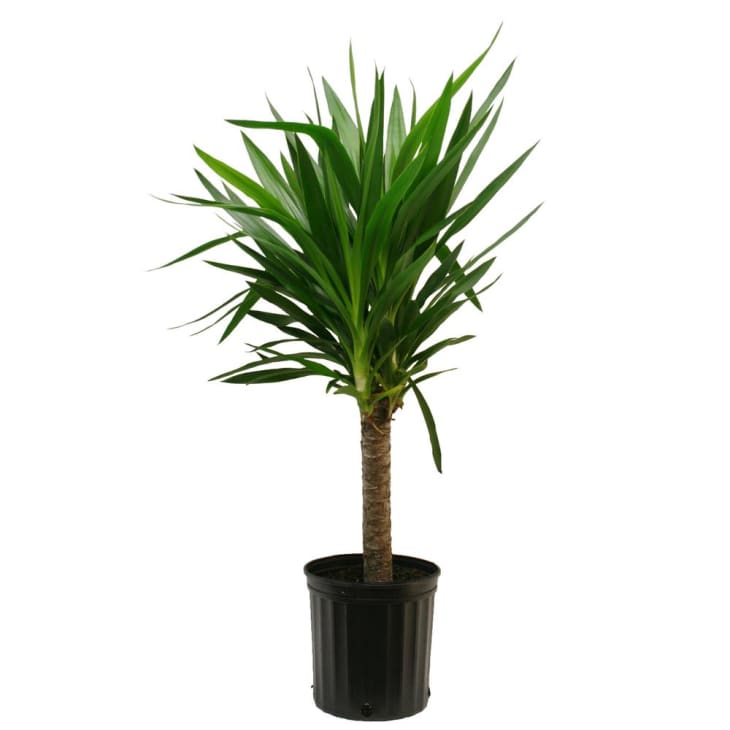 Yucca Plant Care How To Grow Maintain Yucca Indoors Apartment Therapy