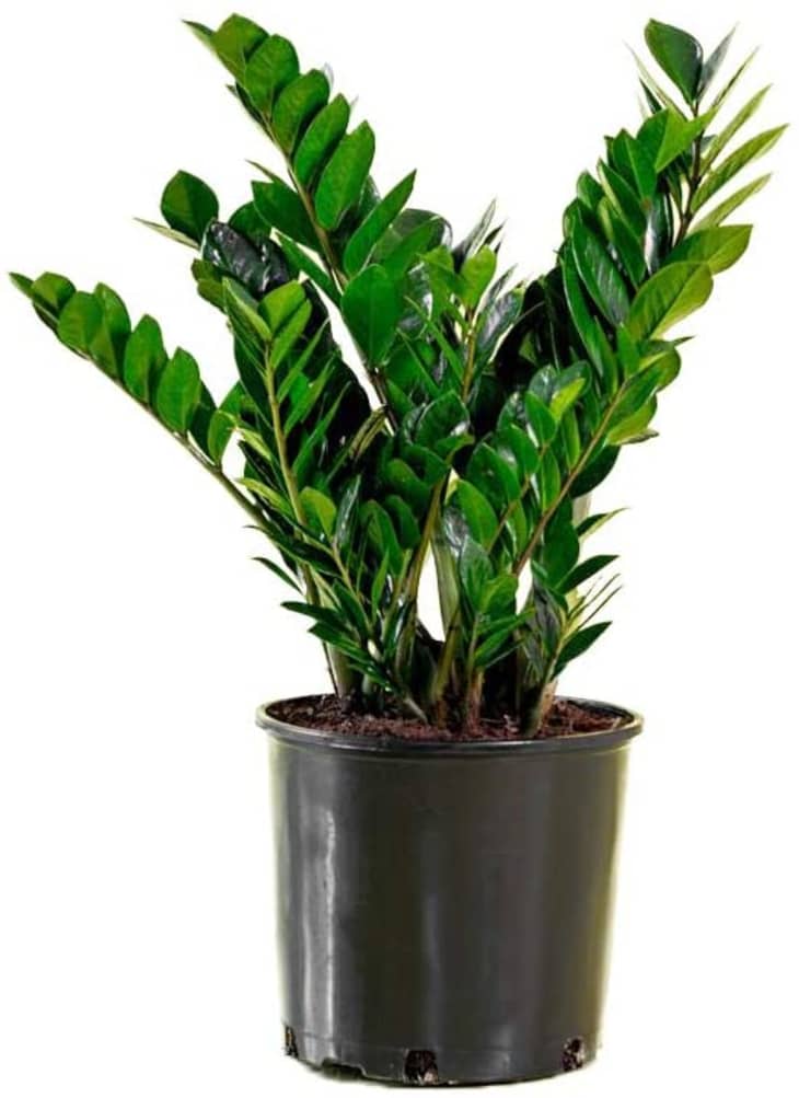 Zz Plant Care How To Grow Maintain Zz Plants Apartment Therapy