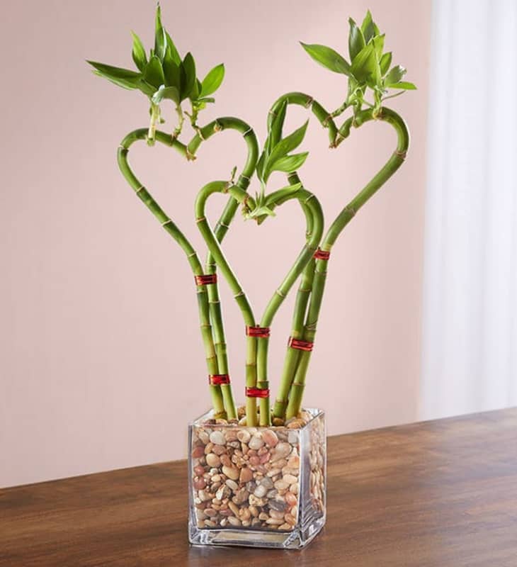 This HeartShaped Bamboo Is Perfect for Your PlantLoving Valentine