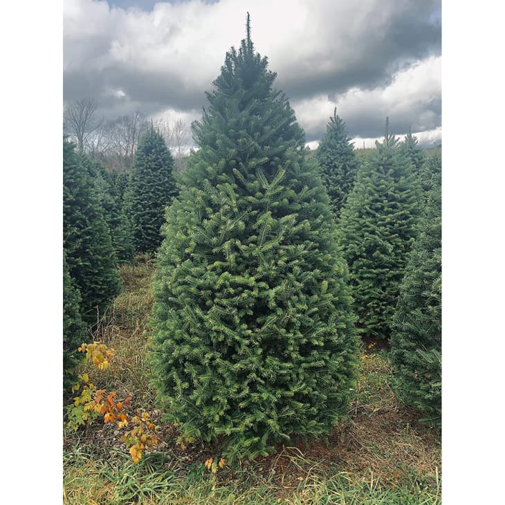 5 Places to Buy Live Christmas Trees Online 2022 Walmart, Home Depot