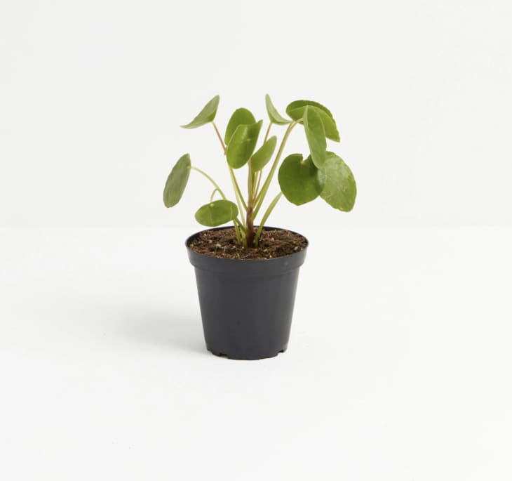 7 Houseplants That Are Safe for Pets And 4 You Should Definitely Avoid Apartment Therapy