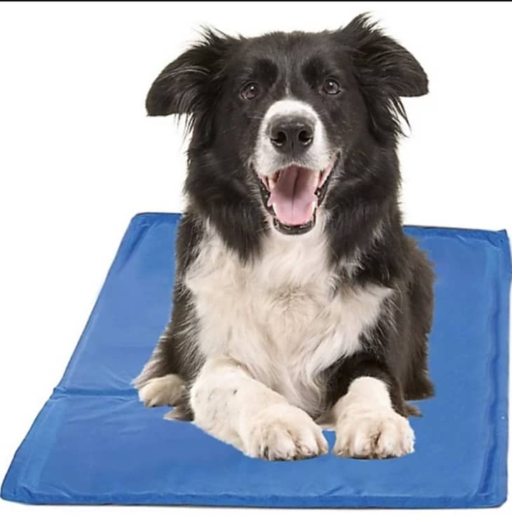 Dog cooling mat bed bath and beyond on sale