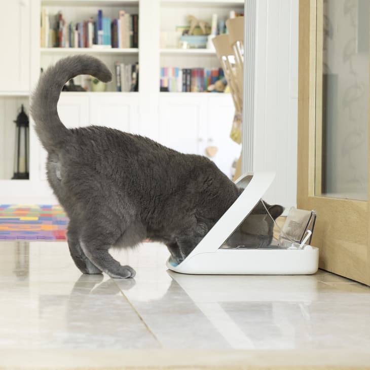 Top rated automatic top cat feeder