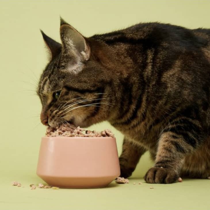 Best Food for Kittens and Adult Cats According to a Vet The Kitchn