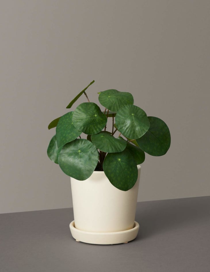 Best Places to Buy Fake Plants Online Apartment Therapy