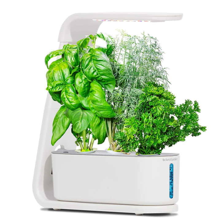 10 Best Indoor Herb Garden Planters 2024 Ceramic High Tech Kits The   Aerograden Sprout Hydroponic Herb Garden Amazon