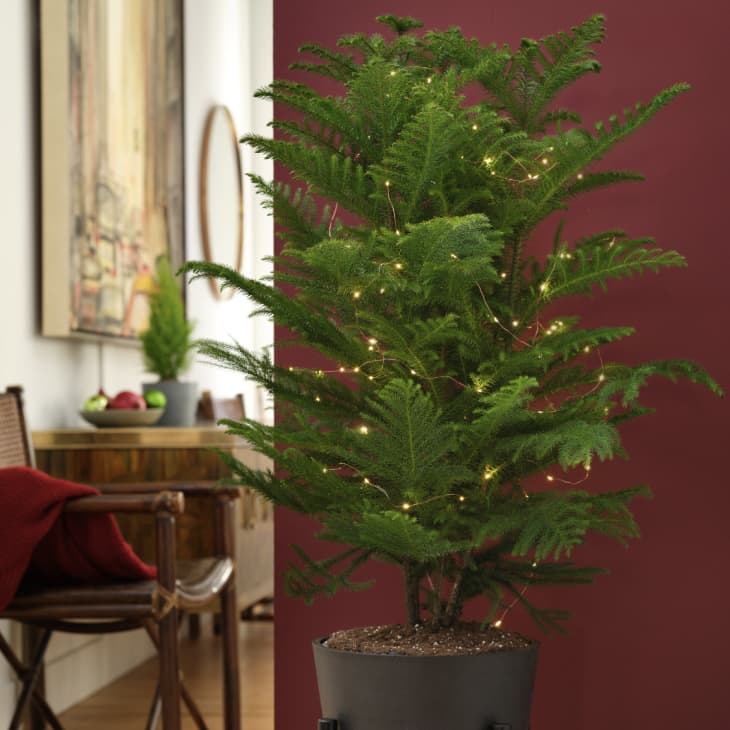 5 Places to Buy Live Christmas Trees Online 2022 Walmart, Home Depot, Terrain Apartment Therapy