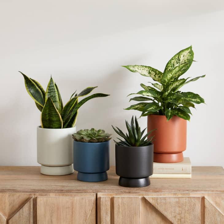 15 Best Places to Buy Planters Online in 2024 Apartment Therapy