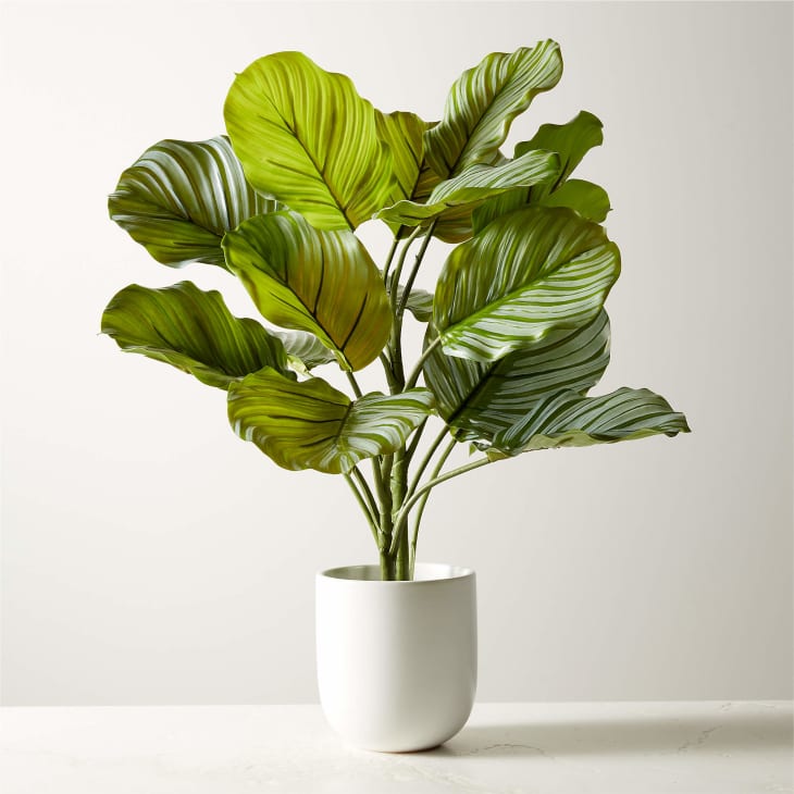 The Best Fake Plants of 2023, Tested By AT Editors Apartment Therapy