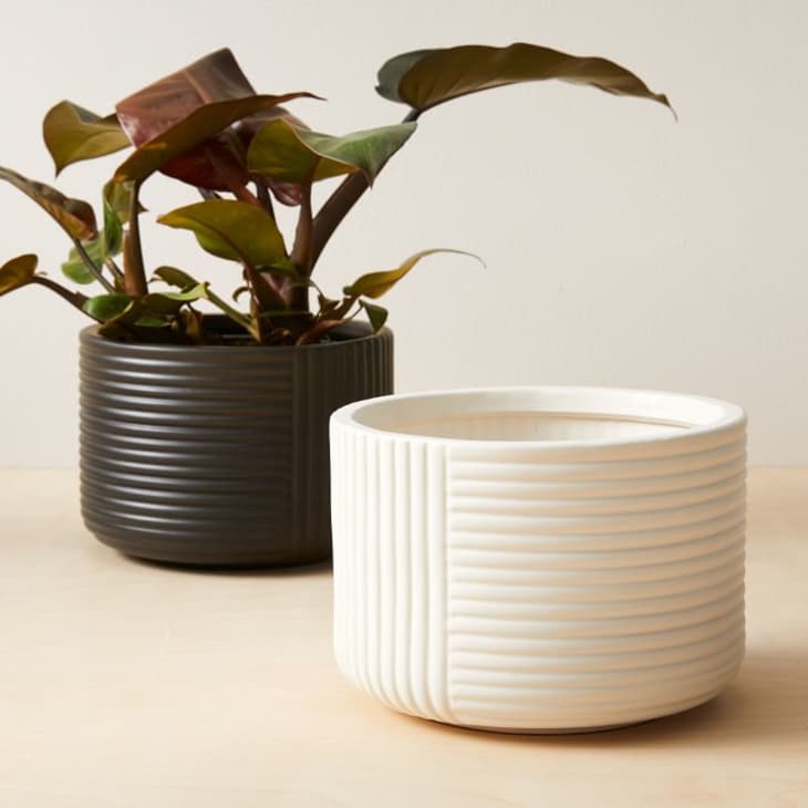 10 Cheap Stylish Houseplant Pots 2021 Apartment Therapy   Cecilia Earthenware Tabletop Planters West Elm