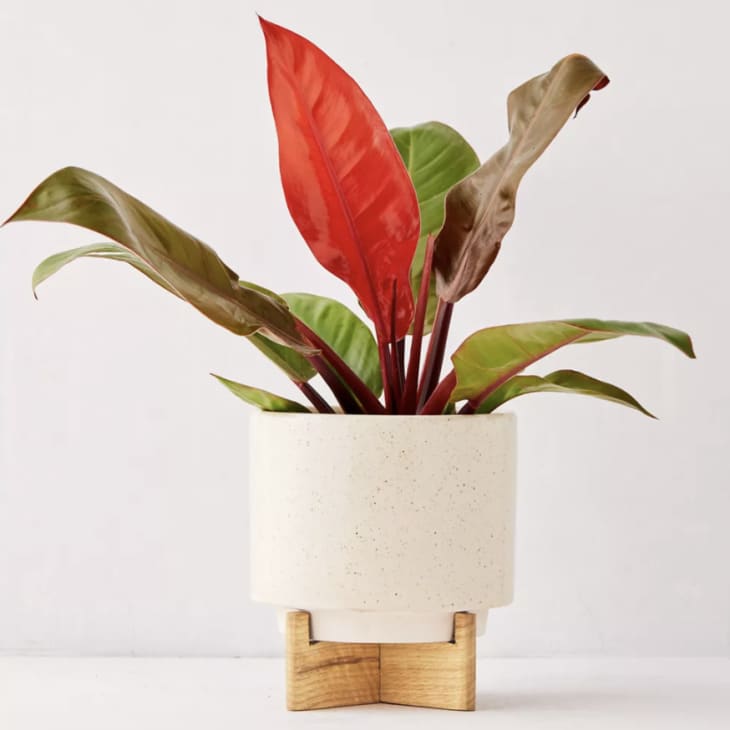 10 Cheap & Stylish Houseplant Pots 2022 Apartment Therapy