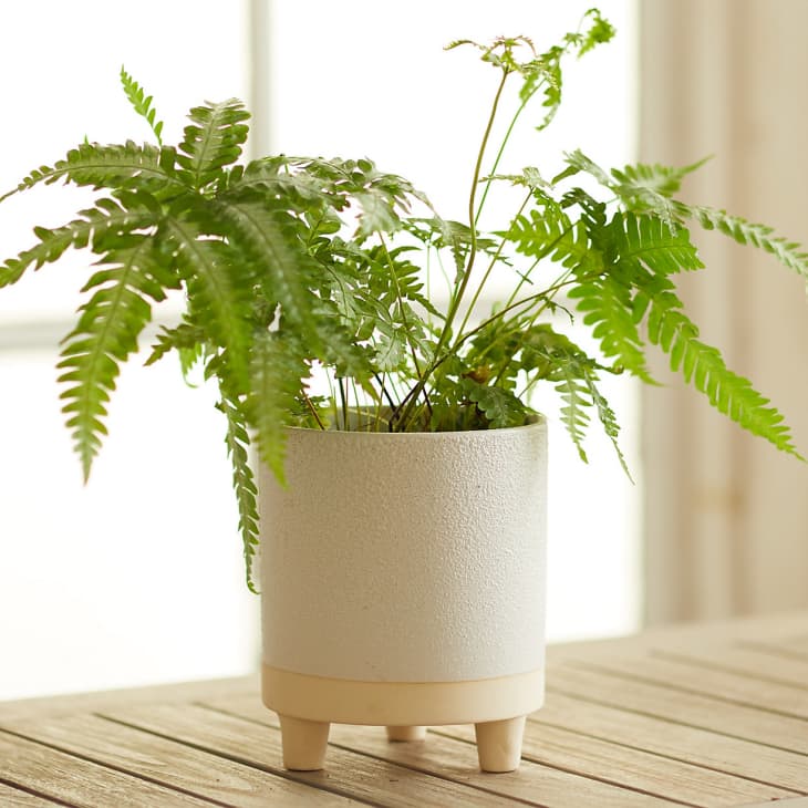 10 Cheap & Stylish Houseplant Pots 2021 Apartment Therapy