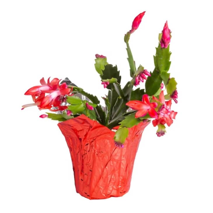 Aldi’s Christmas Cacti Are Just 4.99 Apartment Therapy