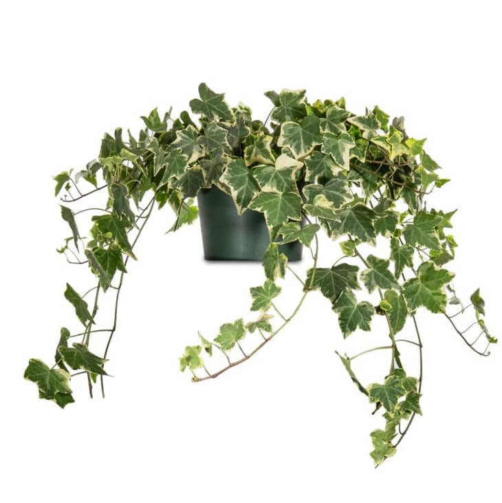 English Ivy Care Plant How to Grow English Ivy Apartment Therapy