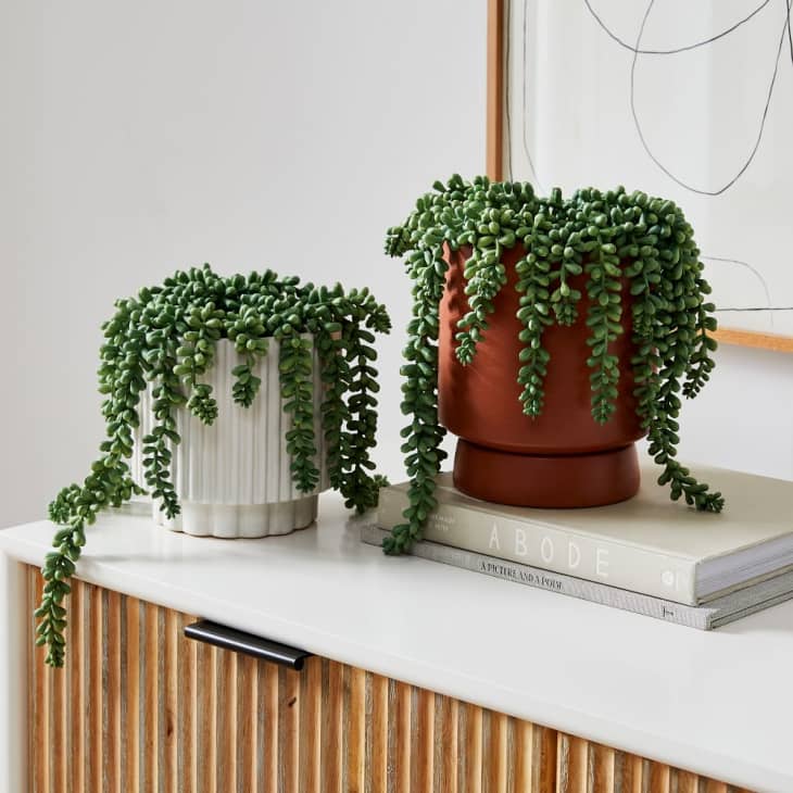 Best Fake Plant from West Elm Faux Donkey Tail Plant Apartment Therapy