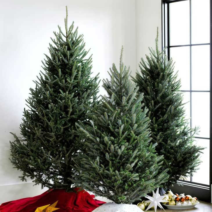 4 Places to Buy Live Christmas Trees Online Walmart, Home Depot