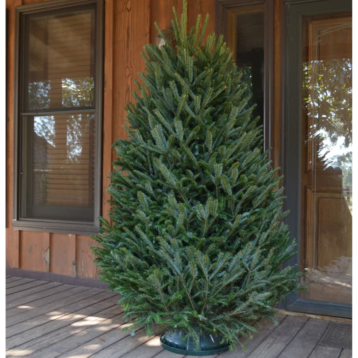 4 Places to Buy Live Christmas Trees Online Walmart, Home Depot Apartment Therapy